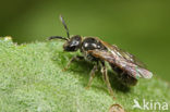 Kleine groefbij (Lasioglossum parvulum) 