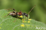 Kleine Kortschildbok (Molorchus minor)