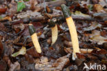 Dog Stinkhorn (Mutinus caninus)