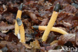 Dog Stinkhorn (Mutinus caninus)