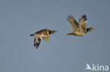 Little Bustard (Tetrax tetrax) 