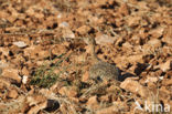 Little Bustard (Tetrax tetrax) 