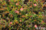 Kleine Veenbes (Vaccinium oxycoccos)