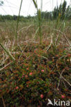 Kleine Veenbes (Vaccinium oxycoccos)