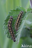 Kleine vos (Aglais urticae)