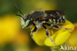 Kleine wolbij (Anthidium punctatum) 