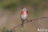 Kneu (Carduelis cannabina) 