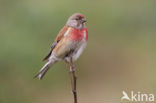 Eurasian Linnet (Carduelis cannabina)