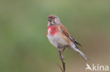 Kneu (Carduelis cannabina) 