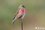 Kneu (Carduelis cannabina) 