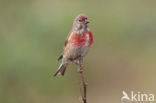 Kneu (Carduelis cannabina) 
