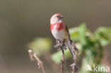 Kneu (Carduelis cannabina) 