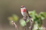 Kneu (Carduelis cannabina) 