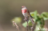 Kneu (Carduelis cannabina) 