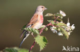 Kneu (Carduelis cannabina) 