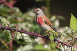 Kneu (Carduelis cannabina) 