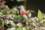 Eurasian Linnet (Carduelis cannabina)