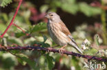 Kneu (Carduelis cannabina) 