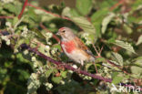 Kneu (Carduelis cannabina) 