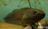 Common Spadefoot Toad (Pelobates fuscus)