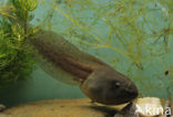 Knoflookpad (Pelobates fuscus) 