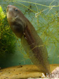 Knoflookpad (Pelobates fuscus) 