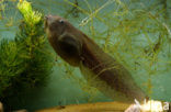 Knoflookpad (Pelobates fuscus) 