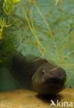 Knoflookpad (Pelobates fuscus) 