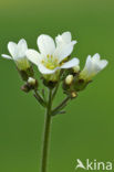 Knolsteenbreek (Saxifraga granulata) 