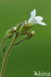 Knolsteenbreek (Saxifraga granulata) 