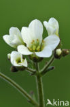 Knolsteenbreek (Saxifraga granulata) 