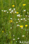 Knolsteenbreek (Saxifraga granulata) 