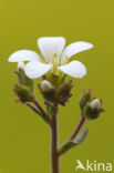 Knolsteenbreek (Saxifraga granulata) 