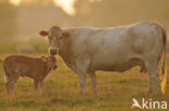 Cow (Bos domesticus)