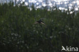 Common Cuckoo (Cuculus canorus)