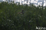 Common Cuckoo (Cuculus canorus)