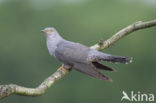 Common Cuckoo (Cuculus canorus)