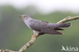 Common Cuckoo (Cuculus canorus)