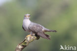 Common Cuckoo (Cuculus canorus)