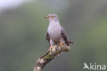 Common Cuckoo (Cuculus canorus)