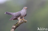 Common Cuckoo (Cuculus canorus)