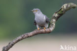 Common Cuckoo (Cuculus canorus)