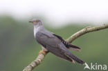 Common Cuckoo (Cuculus canorus)