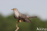 Common Cuckoo (Cuculus canorus)