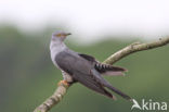 Common Cuckoo (Cuculus canorus)