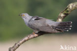 Common Cuckoo (Cuculus canorus)