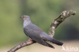 Common Cuckoo (Cuculus canorus)