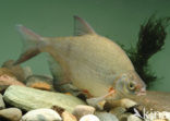 Silver Bream (Blicca bjoerkna)