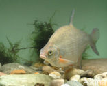 Silver Bream (Blicca bjoerkna)