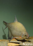 Silver Bream (Blicca bjoerkna)